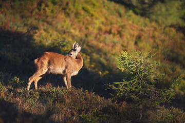 a young roe buck, a yearling, in the sunrise on a mountain meadow at a autumn morning