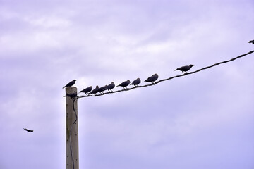 House crow soaring through sky with wings spread wide above lush riverside vegetation