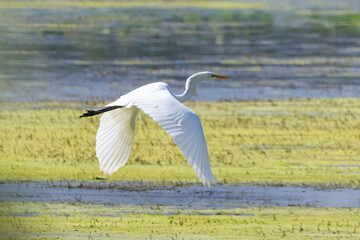 white heron in flight
