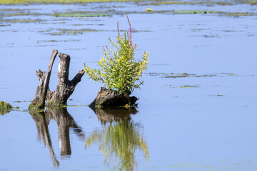 dead tree in the water