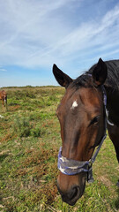 Fototapeta premium Beautiful brown horse with long mane stands prominently in natural landscape during light