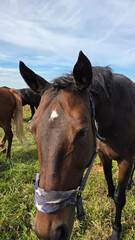 Beautiful brown horse with long mane stands prominently in natural landscape during light
