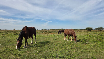Obraz premium Group of young horses on the pasture. Brown Quarter Horses In A Field