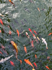 japanese koi fish