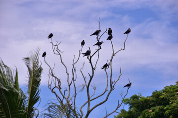 Crow perched quietly on treetop branch with background of peaceful blue and white sky