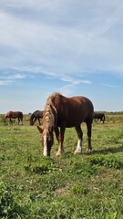 Obraz premium Thoroughbred horse mare on pasture. Farm animal
