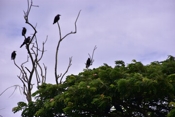 Solitary crow sitting peacefully on green leafy tree branch under clear blue morning sky