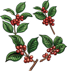 Coffee branches with red berries and green leaves vector