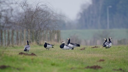 Flock of Barnacle Geese Grazing in Open Grassland