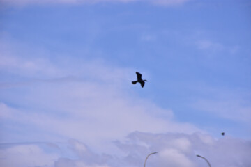 Group of black crows perched quietly on electric wires against bright summer daylight sky