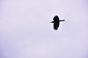 House crow soaring through sky with wings spread wide above lush riverside vegetation