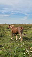 Group of young horses on the pasture