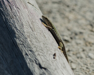 Close-up of a small lizard resting on a piece of weathered driftwood in Falconara Marittima, Marche, Italy. The image captures natural textures, wildlife behavior, and the detail of reptile skin