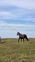 Group of young horses on the pasture