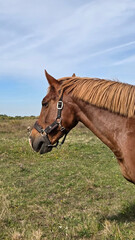 Beautiful brown horse with long mane stands prominently in natural landscape during light