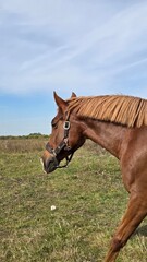 Beautiful brown horse with long mane stands prominently in natural landscape during light