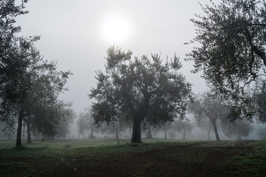 Fototapeta Olive trees agricultural garden in Italian Tuscany early morning fog sun shining through mist tranquil rural scenery traditional Mediterranean farming landscape, peaceful countryside atmosphere.
