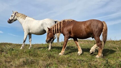 Obraz premium Wild horses in the outdoor. Farm animal. 