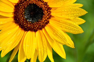 A black sunflower, Sainte-Apolline, Québec, Canada
