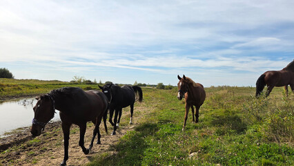 Group of young horses on the pasture