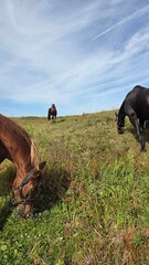 Beautiful brown horse with long mane stands prominently in natural landscape during light