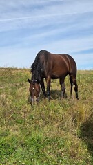 Beautiful brown horse with long mane stands prominently in natural landscape during light