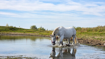 Thoroughbred horse mare on pasture. Farm animal. Horses at a watering hole