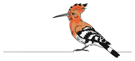 Eurasian Hoopoe bird illustration with crest © Katarzyna