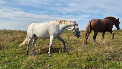 Thoroughbred horse mare on pasture. Farm animal. Pair of Horses in pasture