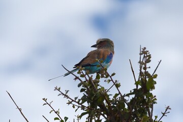 Gabelracke (Coracias caudatus) im Etoscha Nationalpark in Namibia