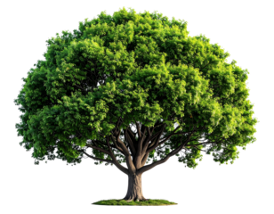 Hyper-Realistic Yunnan Hackberry Tree with Seasonal Leaves, Transparent PNG