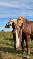 Fototapeta premium Thoroughbred horse mare on pasture. Farm animal. Pair of Horses in pasture