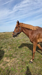 Beautiful brown horse with long mane stands prominently in natural landscape during light
