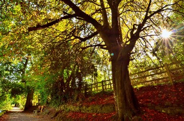 autumn in the park alley  ireland  offaly