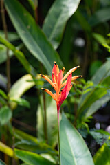 Colorful tropical orange flower (heliconias) on leaves background, Bali, 2025