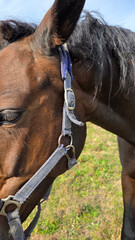 Beautiful brown horse with long mane stands prominently in natural landscape during light