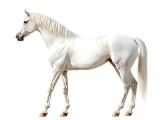 Obraz premium Elegant White Horse Profile: Equine Photography