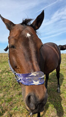 Beautiful brown horse with long mane stands prominently in natural landscape during light
