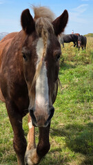 Beautiful brown horse with long mane stands prominently in natural landscape during light
