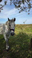 Beautiful brown horse with long mane stands prominently in natural landscape during light