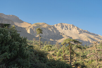 Scenic view of Morocco’s Atlas Mountains with rugged rocky peaks rising above dense green cedar forests under a clear blue summer sky