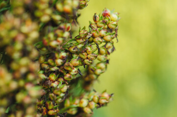 jowar grain sorghum crop farm under blue sky