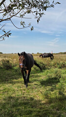 Beautiful brown horse with long mane stands prominently in natural landscape during light