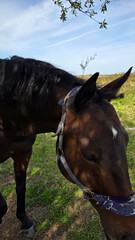 Beautiful brown horse with long mane stands prominently in natural landscape during light