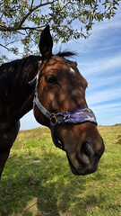 Beautiful brown horse with long mane stands prominently in natural landscape during light