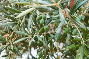 Olive tree branches with green fruits