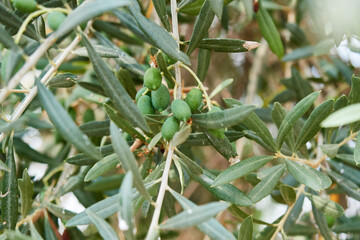 Olive tree branches with green fruits.
