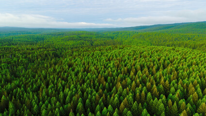 An aerial view of a vast, lush green forest stretches to the horizon under a partly cloudy sky, showcasing dense pine trees covering rolling hills in every direction.