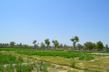 landscape gardeing alfalfa grass plant field, nature organic farming landscape vachellia nilotica gum arabic tree, background trees outdoor