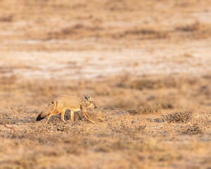 Indian Fox